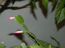 DSCN5409