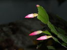 DSCN5412