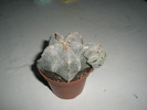 Astrophytum myriostigma - 29.01