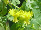 Canary creeper-Tropaeolum peregrinum