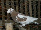 PC090075