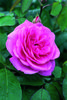 Gertrude Jekyll (Ausbord)