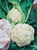 Conopida alba All the Year Round