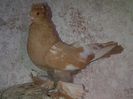 IMG-20141116-01187