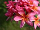 plumeria_suchada