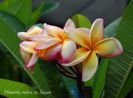 Plumeria_Susan