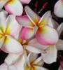 plumeria_Phet-Sayam