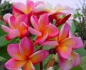 plumeria_peach-4