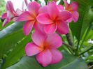 plumeria_plastic-pink2