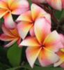 plumeria_pk-141