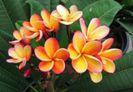 plumeria_poy_nang_nuea