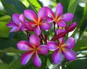 plumeria_purple