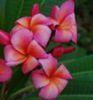 plumeria_renoir