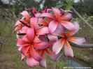 Plumeria_blazing-star
