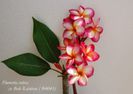 Plumeria_Bok-Rainbow1