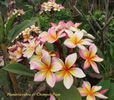 plumeria_chompoo-paan