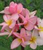 plumeria_vientiane