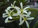 Plumeria_snow-queen