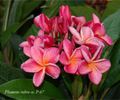 plumeria_p-67