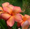 plumeria_orange-punch