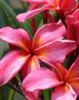 plumeria_melon-twist