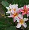 plumeria_mataheeree