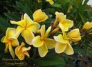 Plumeria_Lueang-Korakot