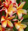 plumeria_lueang-thammasat