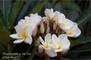 plumeria_jak-dao