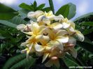 Plumeria_jacqueline