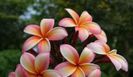 plumeria_jl-white-pink-rainbow1