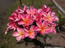 plumeria_J-23-1