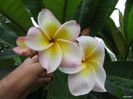 Plumeria_jl-church-ruffles