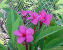 plumeria_cool_aid