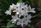 Plumeria_Khao-Malee