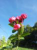Baronesse