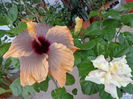 DSC04248
