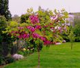 robinia fertilis Salcam Roz