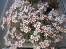DSCN2218