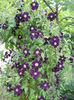 DSCN2201
