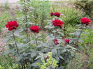 DSCN2174
