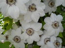 DSCN1818