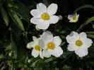 DSCN1520