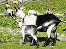 Capra tanara Paun cu ied