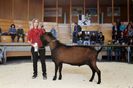 Tap Alpin fara coarne mare de tot
