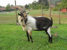 Un Tap Paun deosebit-44