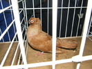 DSCF0066