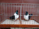 SAM_0326