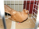 DSCF0094