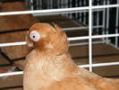 DSCF0099